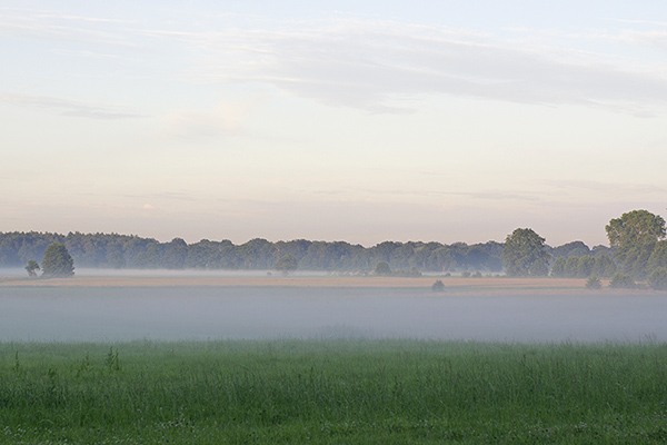 Nebelschwaden über der Feldmark
