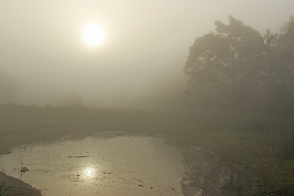 Derselbe Teich im Herbst im Nebel