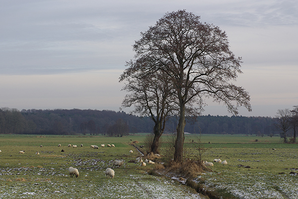 Zur Winterzeit weiden Schafe in der Rissener Feldmark